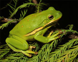 Green tree frog 2 copy