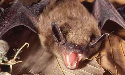 Little brown bat