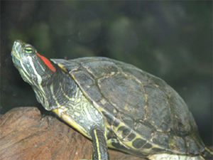 Red eared slider 1 copy