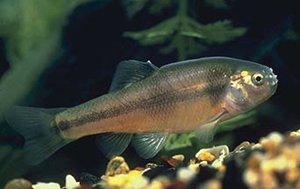 fathead minnow copy