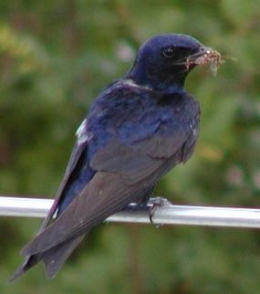 purple martin
